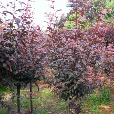 紅葉李