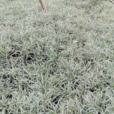 銀邊草
